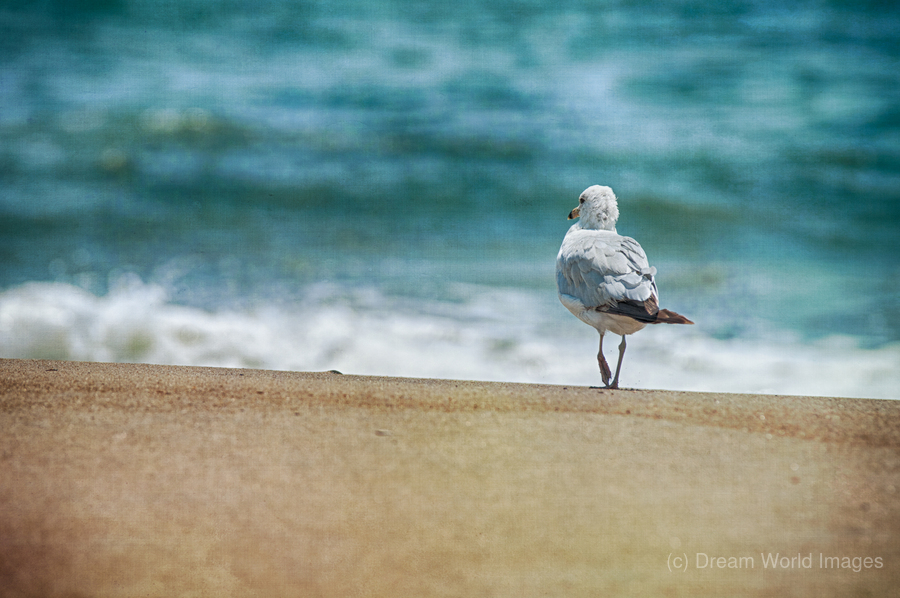 A Walk on the Beach: Capturing Serenity with a Seagull on Virginia Beach  Print