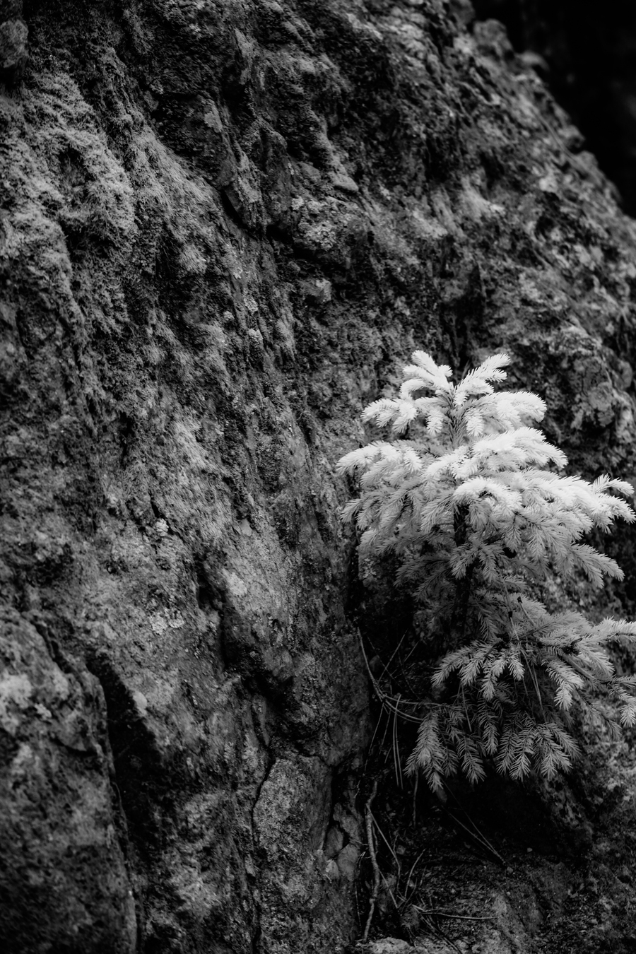 Small Pine on a Rock  Print