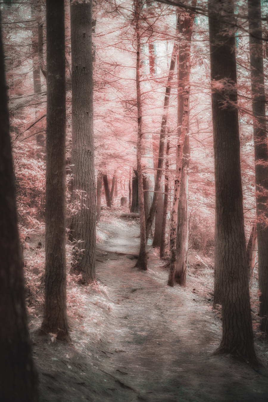 Mystical Forest Walk  Print