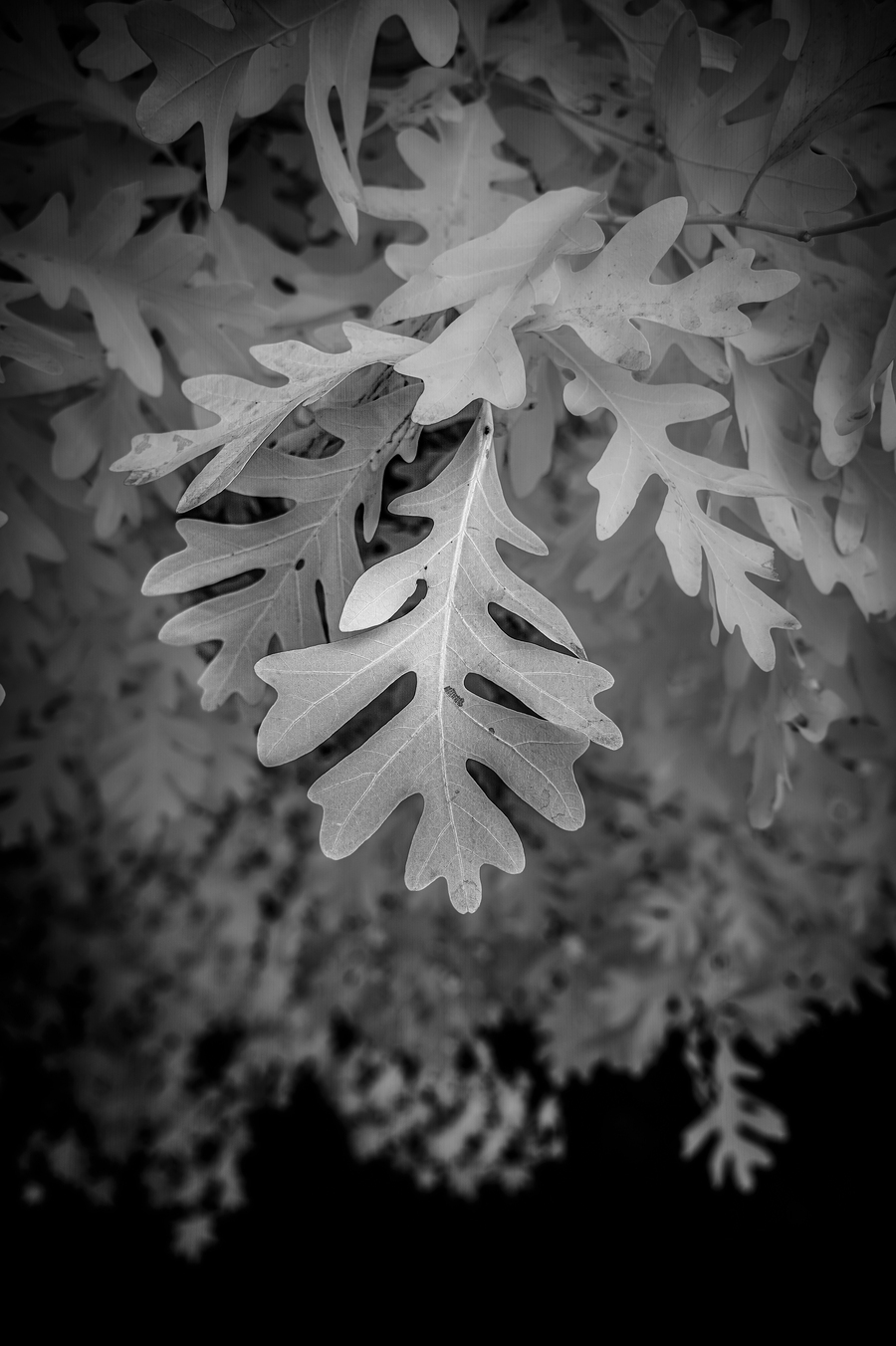 Enchanted Oak  Print