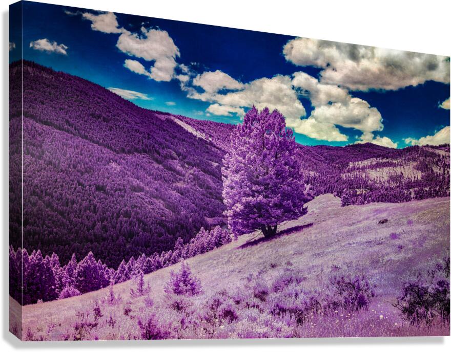 Enchanted Purple Haven: Marysville Montana  Canvas Print