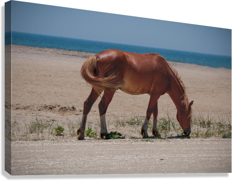 Coastal Grazing  Canvas Print