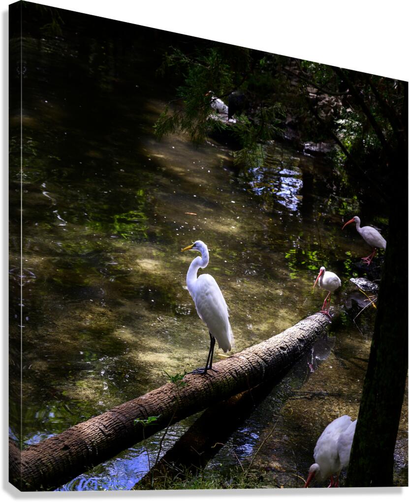 Avian Oasis: A Day Among Floridas Birds  Impression sur toile