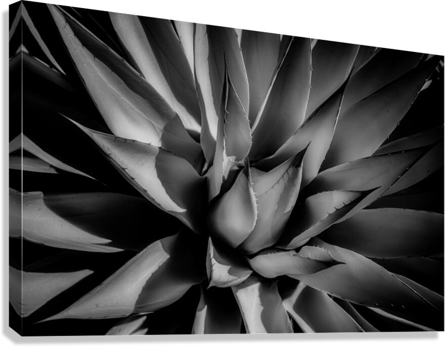 Silent Symphony of Leafy Angles Canvas Print