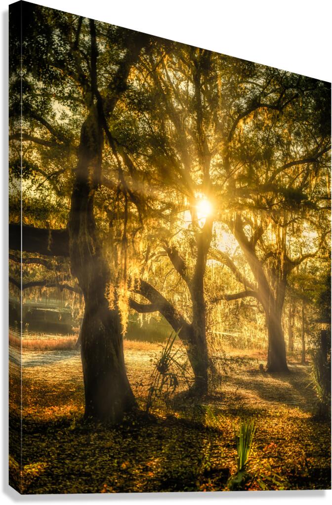 Golden Oak Light Canvas Print