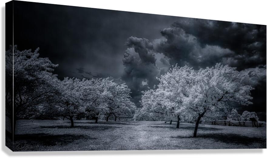 Illumination in Turmoil Canvas Print