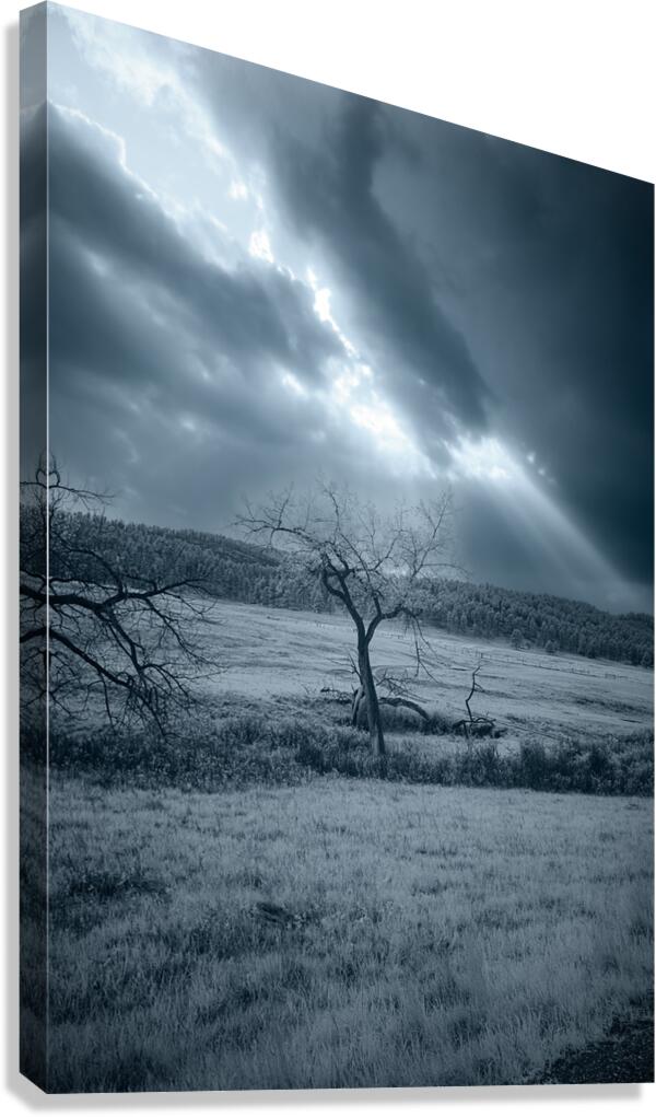 Solace in Solitude: A Blue Lighted Tree in Infrared Canvas Print