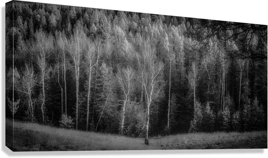 Mueller Aspen Series: Lighted Aspen Canvas Print