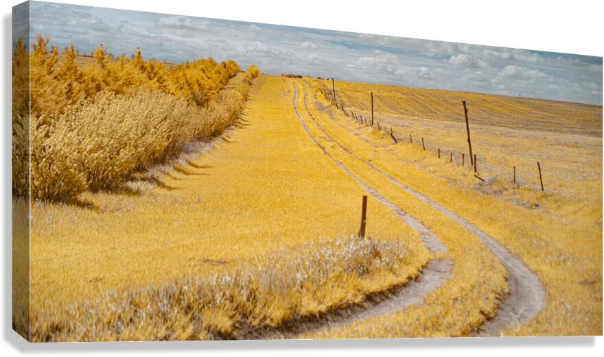 Fields of Gold Canvas Print