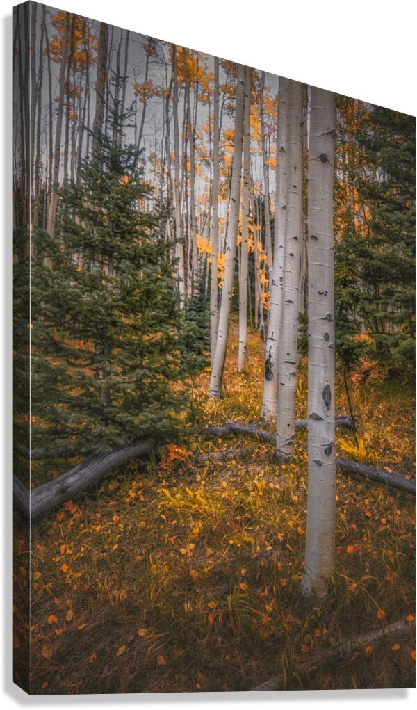 Eternal transition of the forest Canvas Print