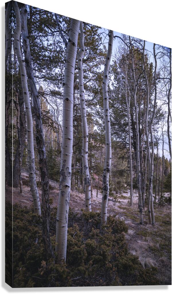 Mueller Aspen Series: Aspen Tree Trail Canvas Print