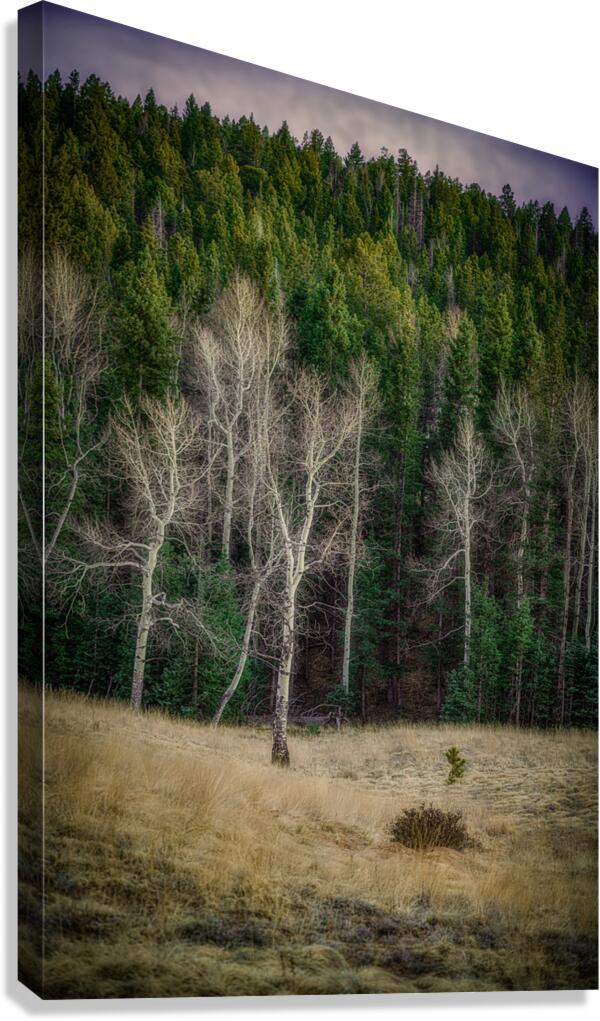 Mueller Aspen Series: Twilight Whispers Canvas Print