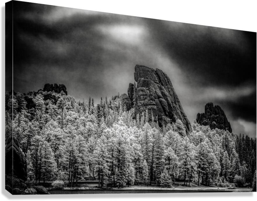Sylvan Shadows: A Moody Encounter with Natures Drama in Custer  Canvas Print