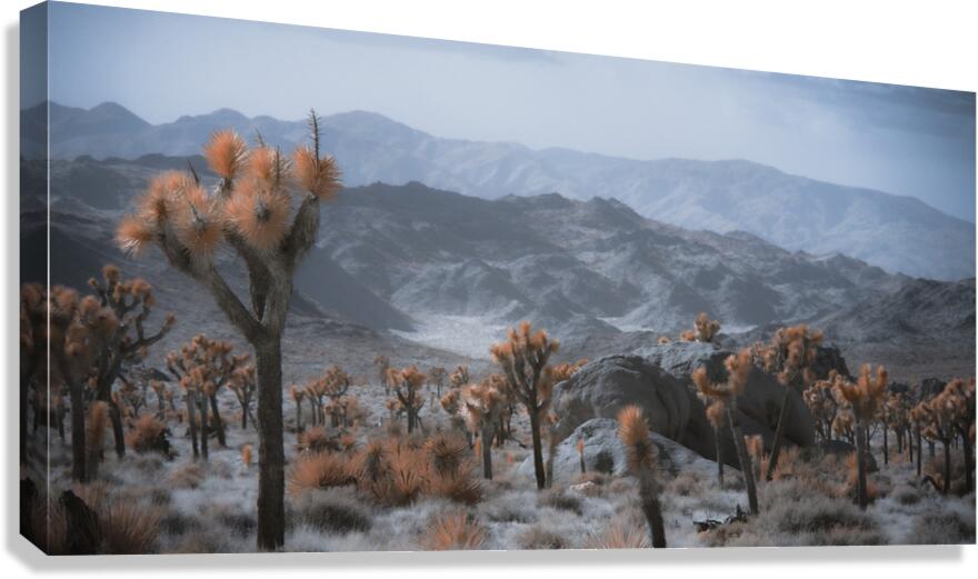 Deserts Spiky Palette Canvas Print