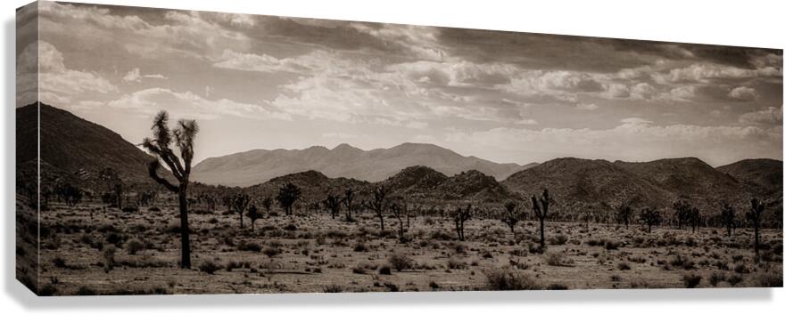 Desert Dreams Under Timeless Skies Canvas Print