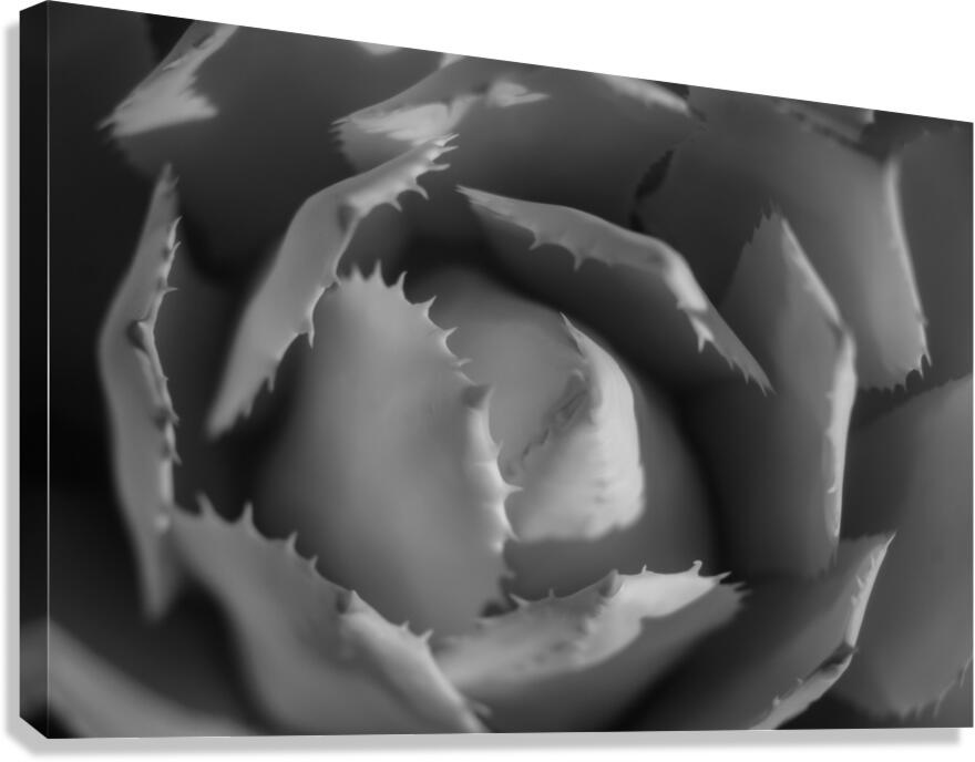 Lights Whisper Over Floral Peaks Canvas Print