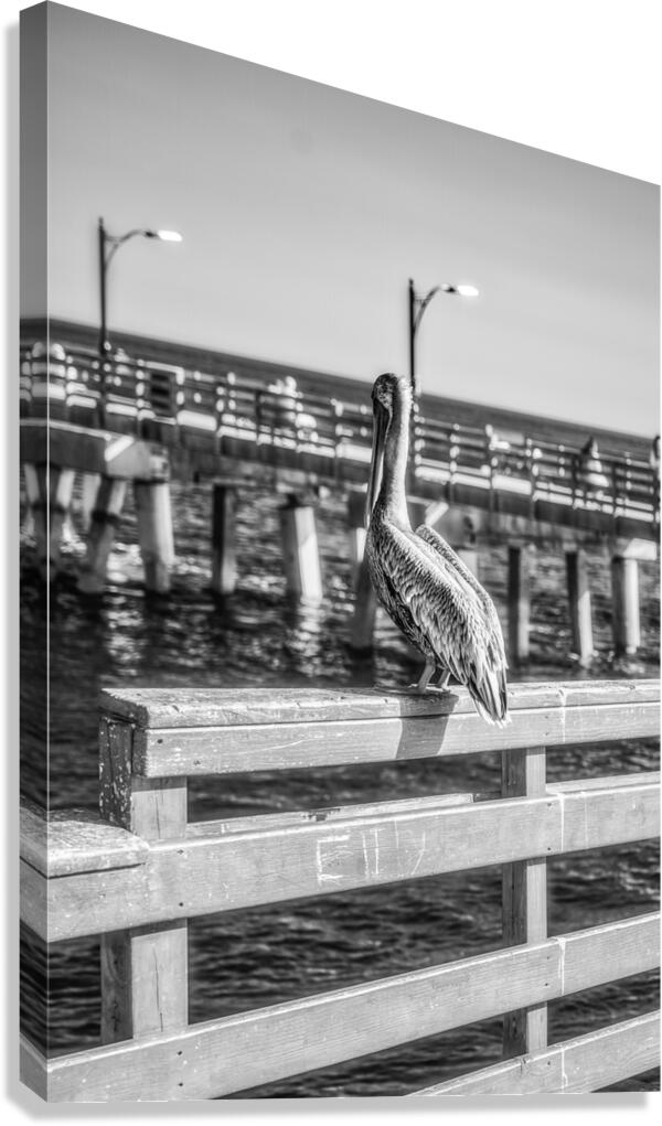 Oceans Guardian: Black and White Infrared Capture of Pelican on  Canvas Print