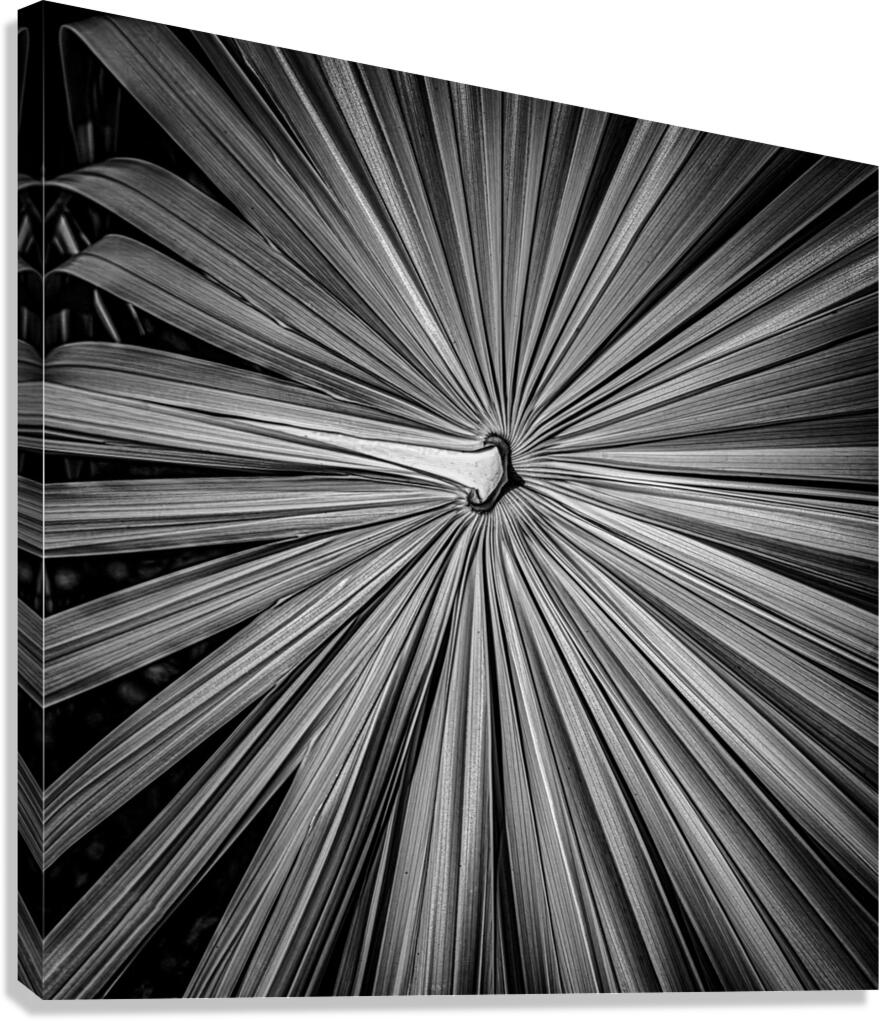 Palm Symmetry Elegance Canvas Print