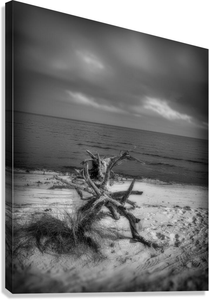 Driftwood Dreams: Bald Point State Park Canvas Print