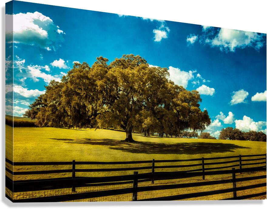 Majestic Oak: Exploring Ocalas Enchanting Back Roads Canvas Print