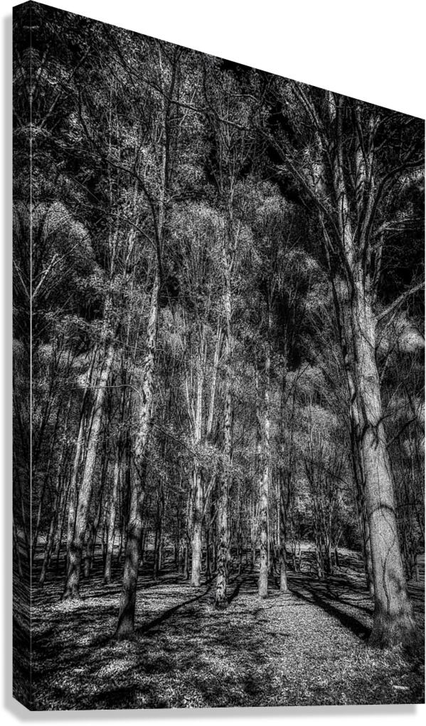 Tall Dark Symphony: A Winters Tale in Infrared Black and White Canvas Print