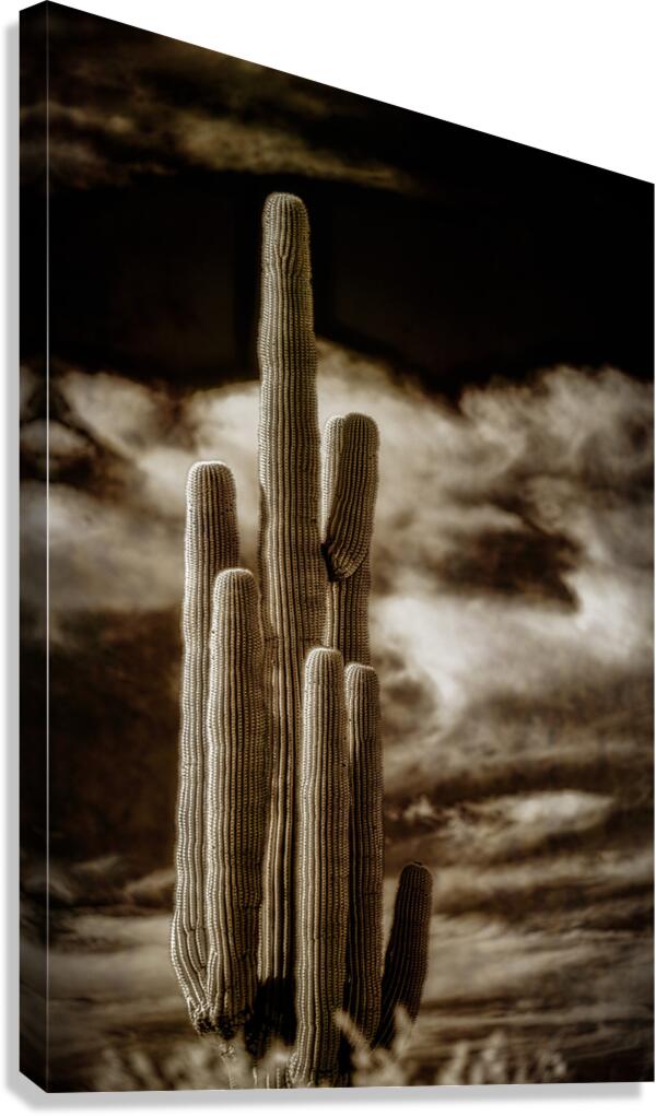 Majesty in Sepia Skies Canvas Print