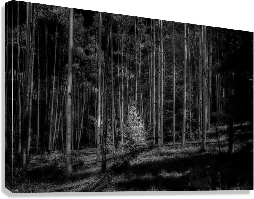 Infrared Luminescence on Artist Road Canvas Print