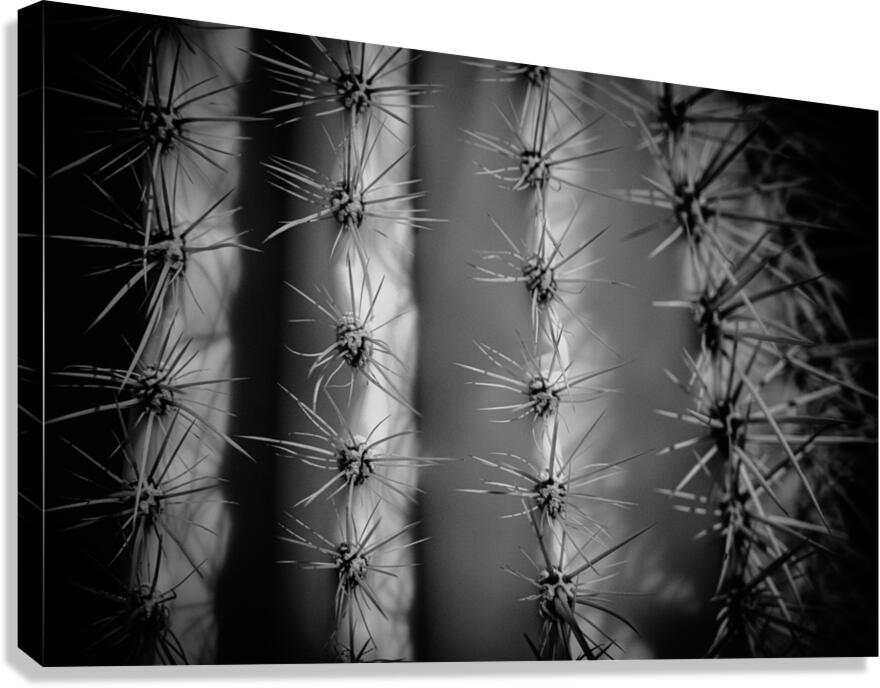 A Tapestry of Thorns Canvas Print