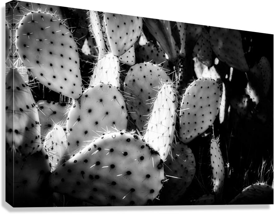 Textures of the Desert Canvas Print