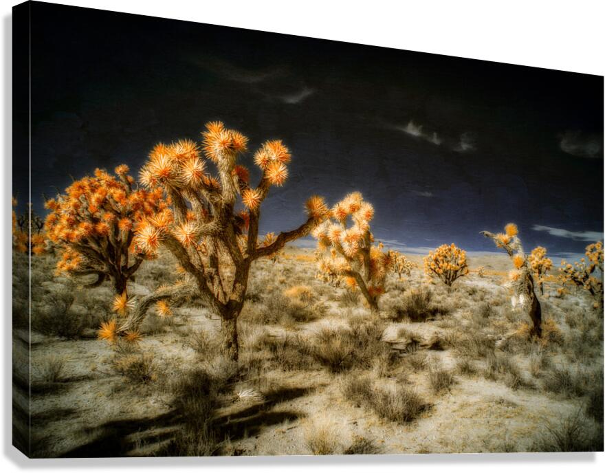 Joshuas Celestial Canopy Canvas Print