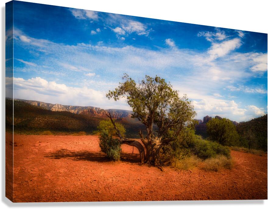 Gnarled Ode on Reddish Earth Canvas Print