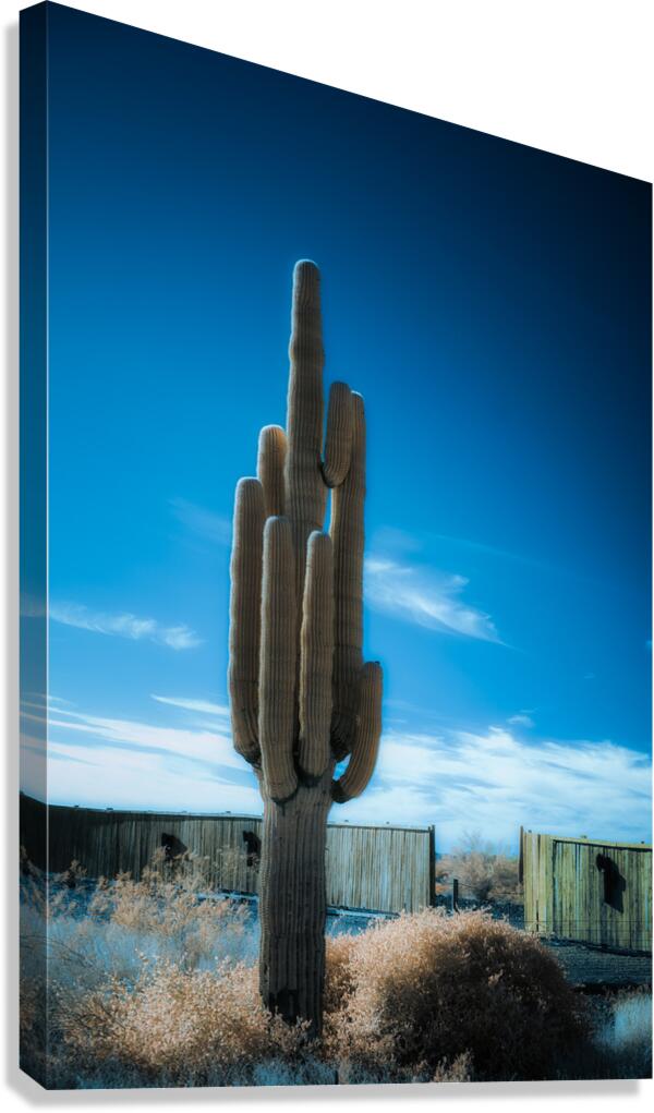 Harmony of Spines and Sky Canvas Print