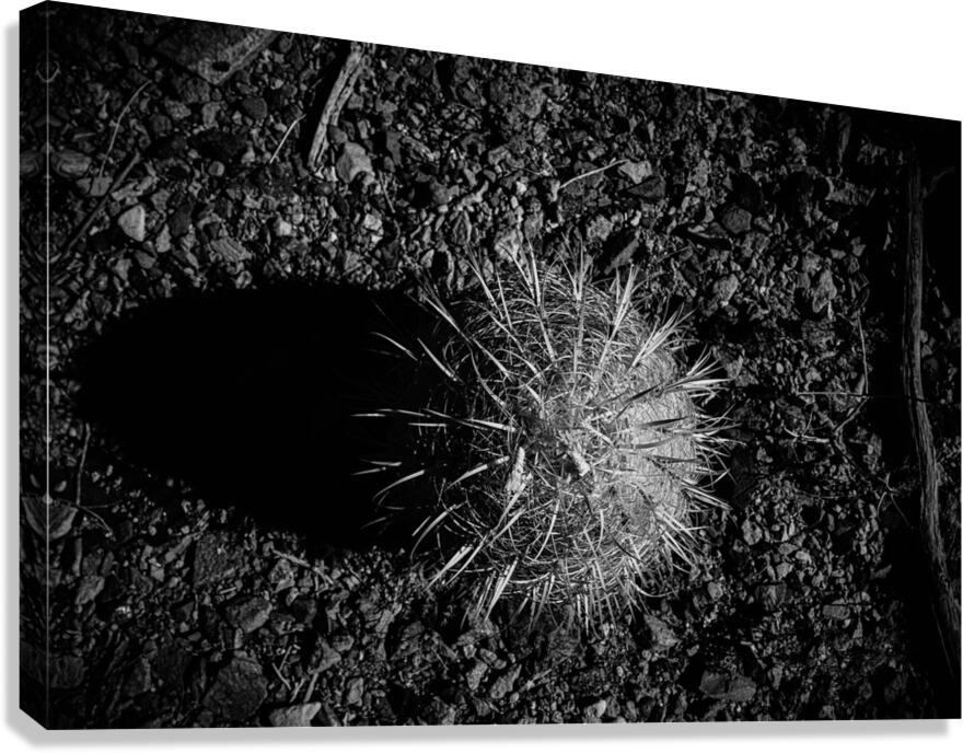 Prickly Silhouette Canvas Print
