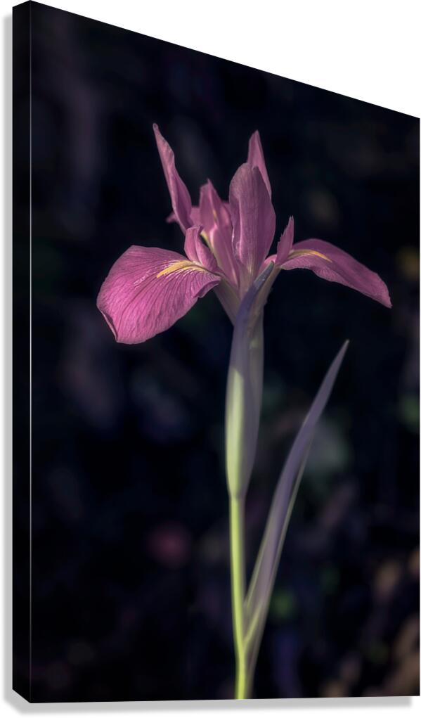 Pink Petals Eloquent Contrast Canvas Print