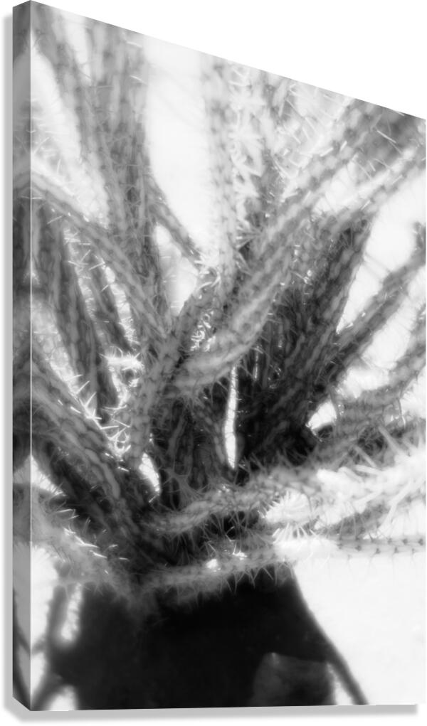 Prickly Dance on a Blurred Canvas Canvas Print