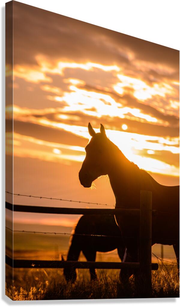 Sunset Silhouette: Portrait of Ernie Canvas Print