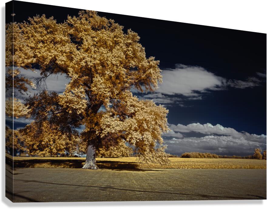 Golden Sentinel Canvas Print