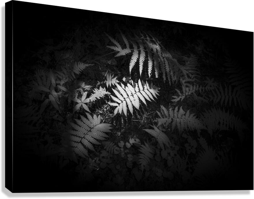 Ferns Whisper Canvas Print