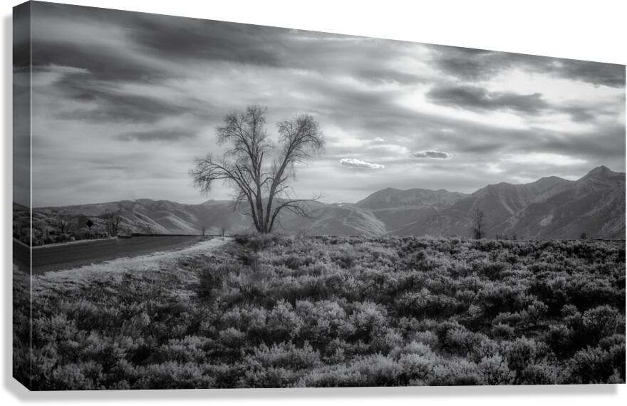 Sage and Solitude Canvas Print