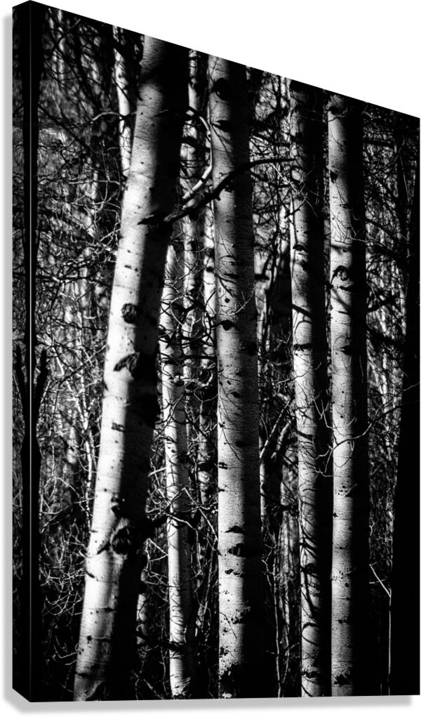 Aspens Sacred Lines Canvas Print