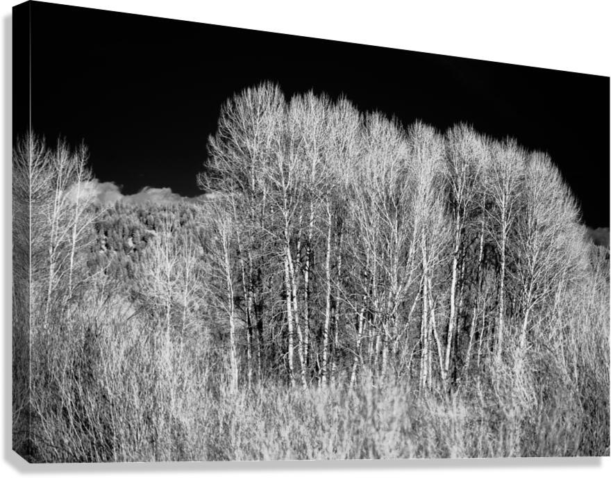 Winters Light Dancers Canvas Print