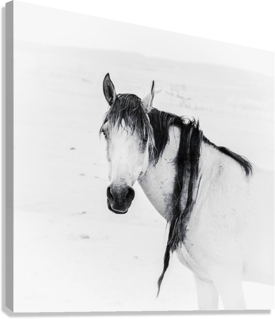 Wild Horse Dreadlocks   Natures Rebel Canvas Print