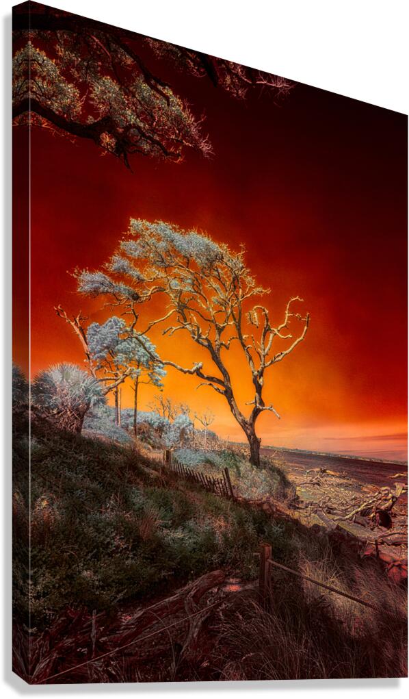 Ruby Bonsai: A Botanical Marvel Unveiled on Driftwood Beach Canvas Print