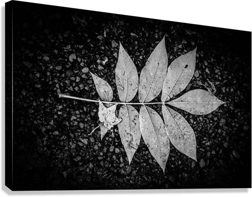 Autumns Solitude: Single Leaf Portrait Canvas Print