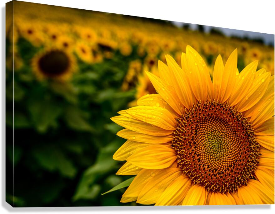 Corner Sunflower: A Radiant Touch of Natures Beauty Canvas Print