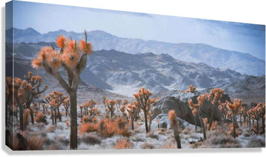 Deserts Spiky Palette Canvas Print