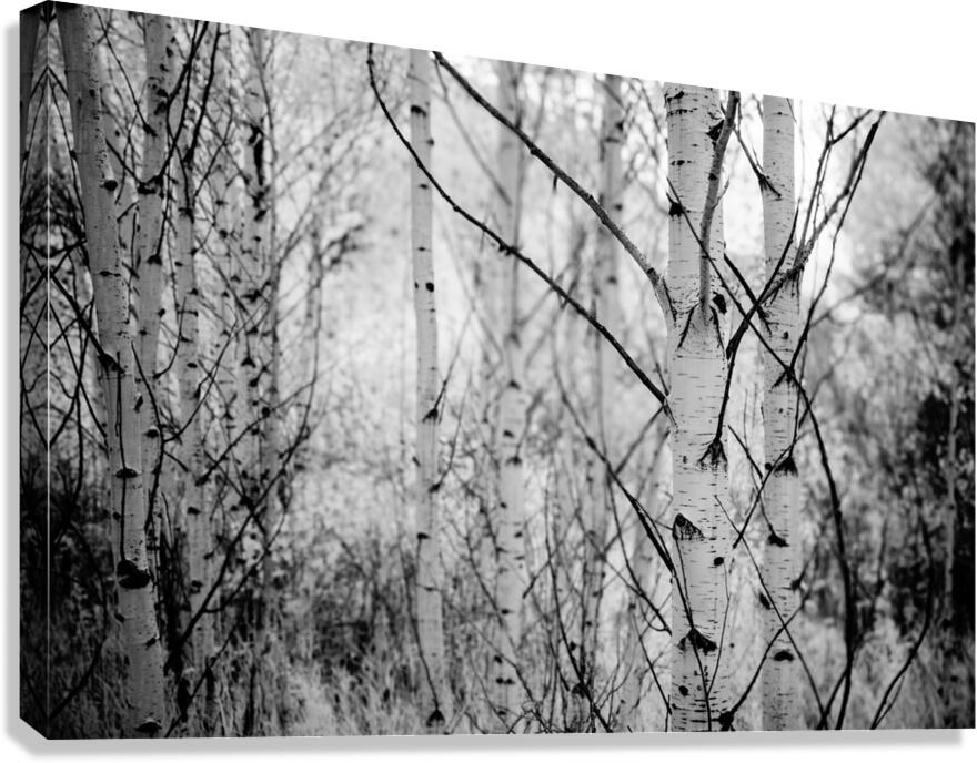 Contrasts in Woodland Quiet Canvas Print