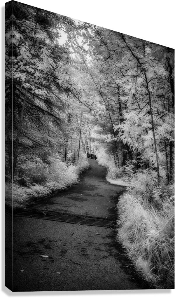 Path Through the Enchanted Forest Canvas Print