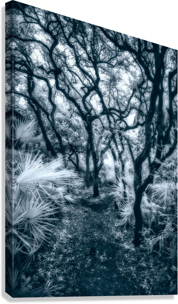 Enchanted Passage: Blue Dawn in the Oaks Canvas Print