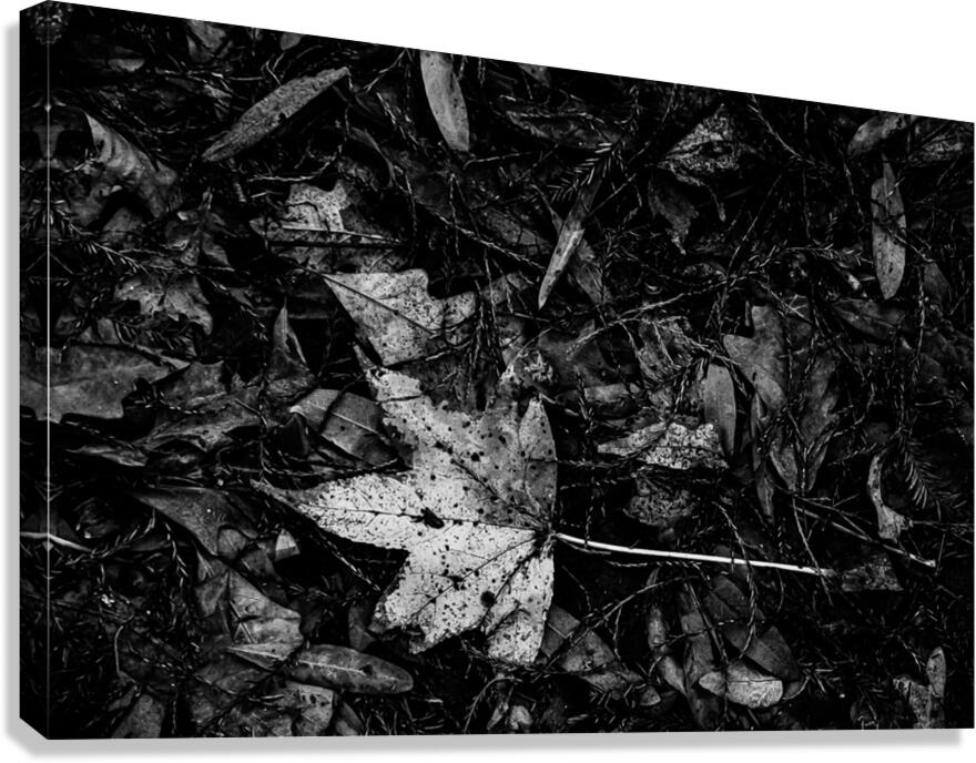 Relic in the Shadows Canvas Print